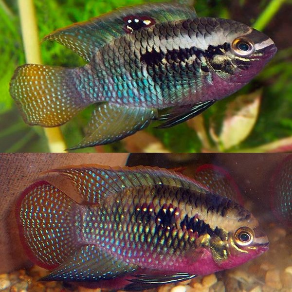 6x Laetacara Dorsigera fry