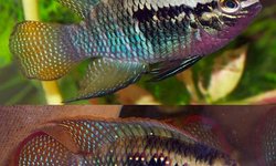 6x Laetacara Dorsigera fry