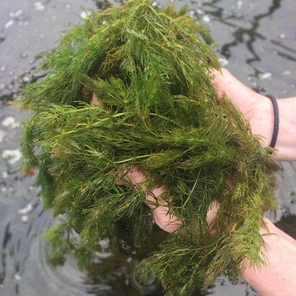Big Bag of Hornwort