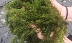 Big Bag of Hornwort