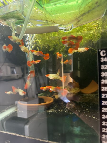 A koi guppy pair from another lot