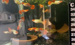 koi guppy pair