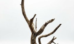 Large Driftwood on Rock – Approx. 23 Inc