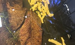 Lot of 50 Mixed Colors Neo-Shrimps