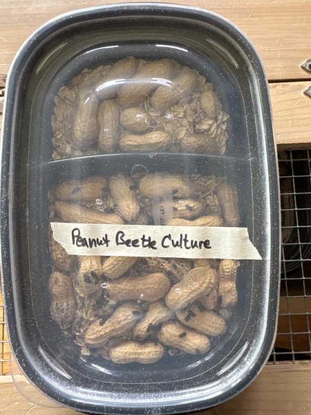 Peanut beetle culture