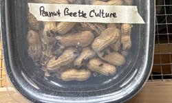 Peanut beetle culture