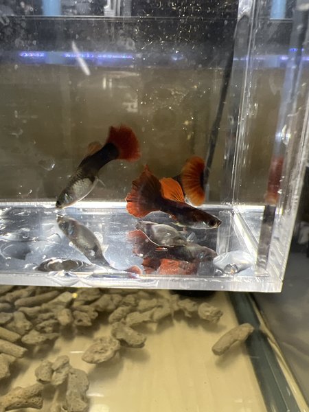 HB Red Rose Guppy breeding Pair