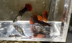 Photo 2 of HB Red Rose Guppy breeding Pair