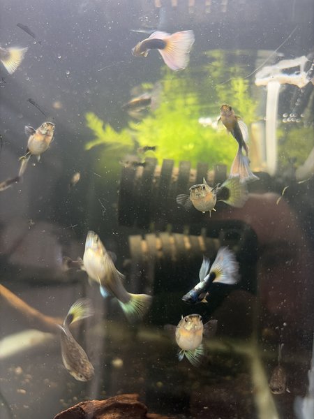pastel guppy pair