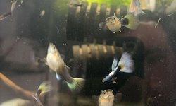 pastel guppy pair