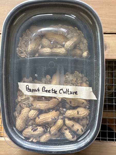 Peanut beetle culture