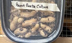 Peanut beetle culture