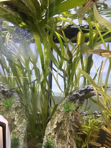 Jungle Val - Long Plant!!
