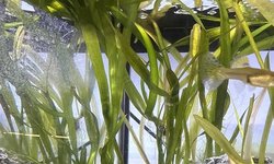 Jungle Val - Long Plant!!