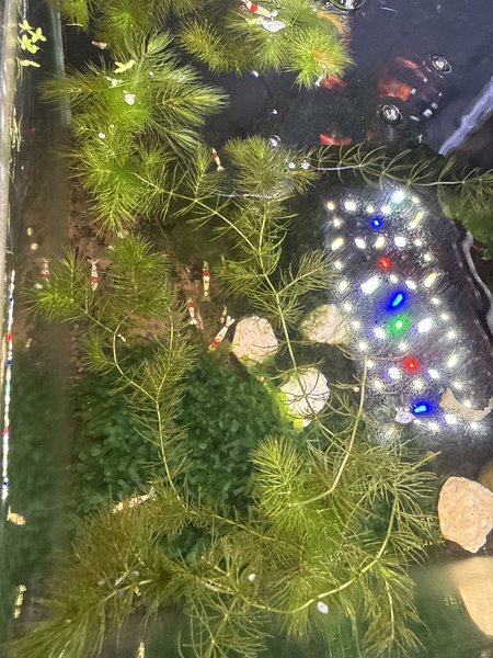 Bag of FoxTails Floating Plants