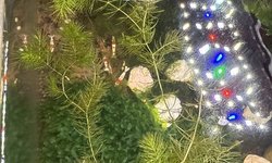 Bag of FoxTails Floating Plants