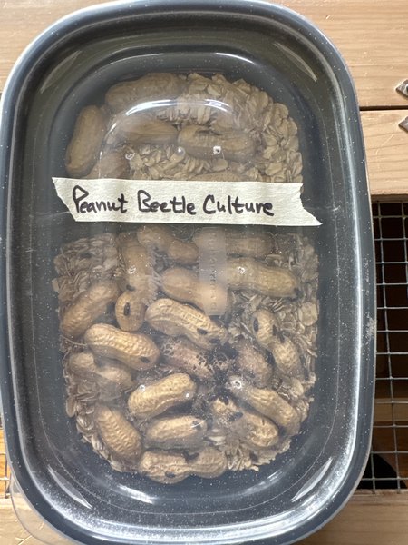 Peanut beetle culture