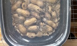 Peanut beetle culture