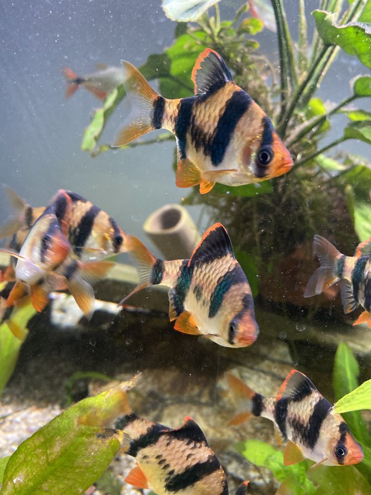 tiger-barbs