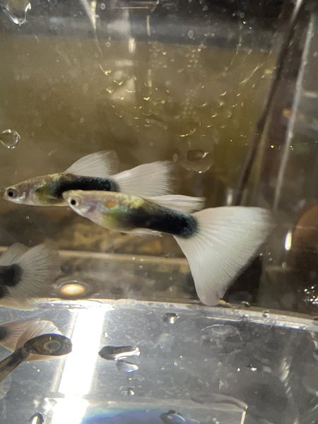 HB White Guppy - Breeding Pair