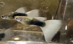 HB White Guppy - Breeding Pair