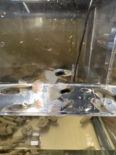 HB White Guppy - Breeding Pair