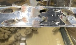 Photo 3 of HB White Guppy - Breeding Pair