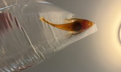 Super red juvenile