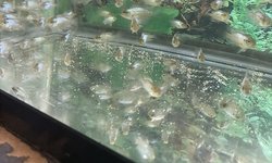 electric blue acara
