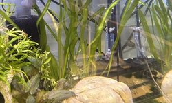 Jungle Val - Long Plant!!