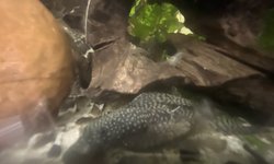 Long finned Pleco fry