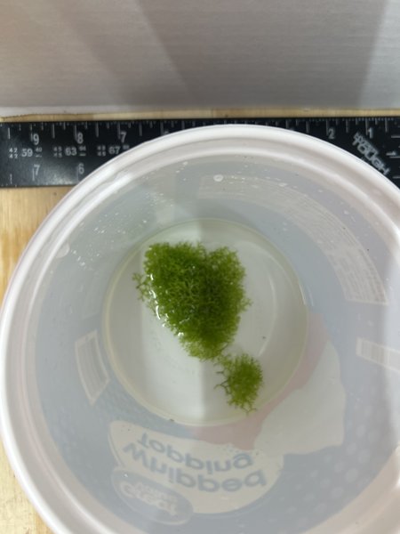 Floating CRYSTALWORT