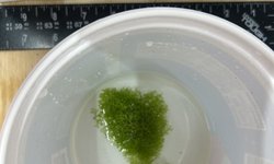 Floating CRYSTALWORT
