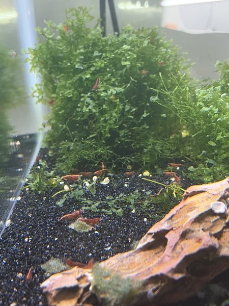 Cherry Shrimp
