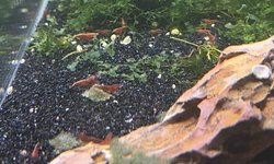 Cherry Shrimp