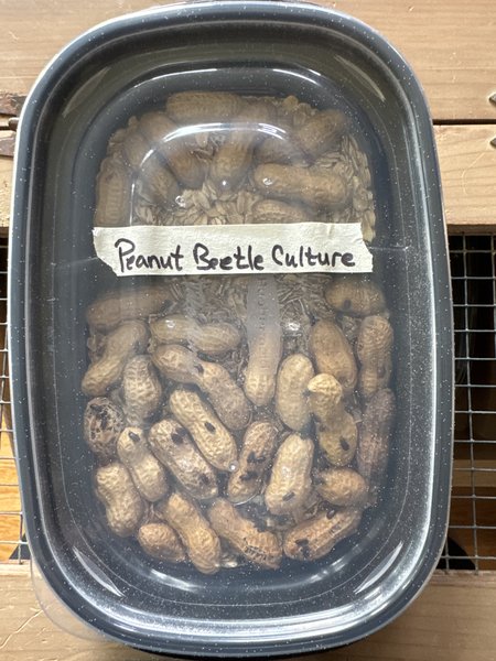 Peanut beetle culture