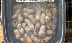 Peanut beetle culture
