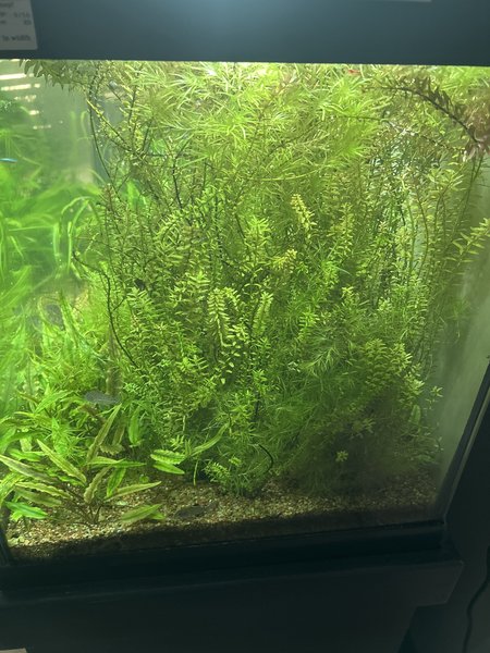 Rotala rotundifolia