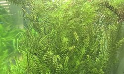 Rotala rotundifolia