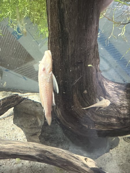 Albino BN pleco