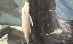 Albino BN pleco