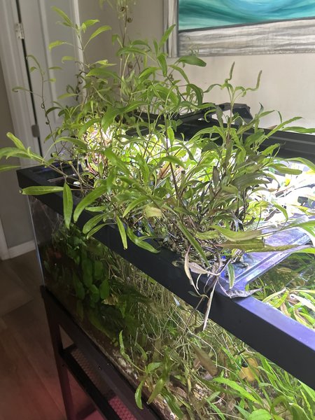 hygrophila angustifolia emerged