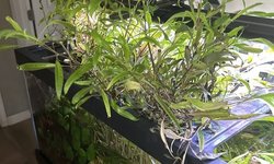 hygrophila angustifolia emerged