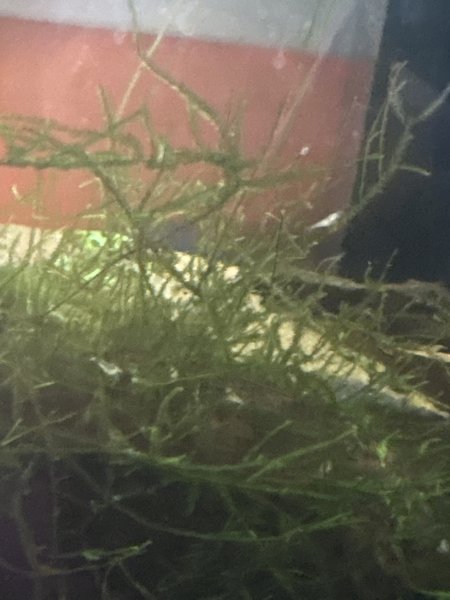 I’ll replace this awful photo when I have them all eating