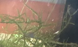 Snow White Neocaradina shrimp Group