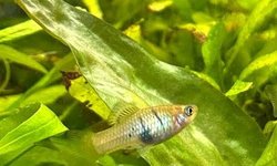 Xiphophorus maculatus Rio usumacinta F1