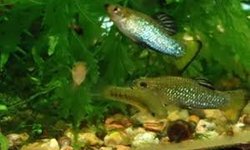 Limia Perugias 1M 2F