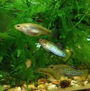 Limia Perugias 1M 2F