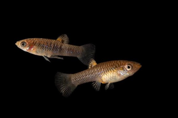 limia sulphurophila 1M 2F