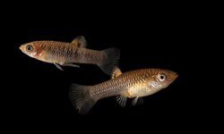 limia sulphurophila 1M 2F